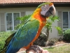 Lovely speaking home blue and gold macaw parrots